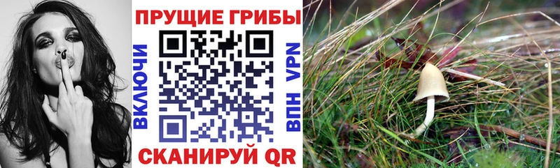 Галлюциногенные грибы MAGIC MUSHROOMS Куровское